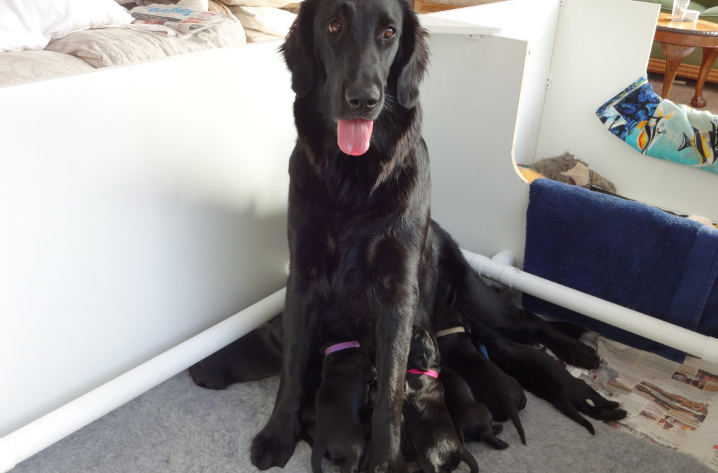 Redbred’s Mother of Dragons (Tallulah) proud Mum of 10 gorgeous Flat-Coat puppies