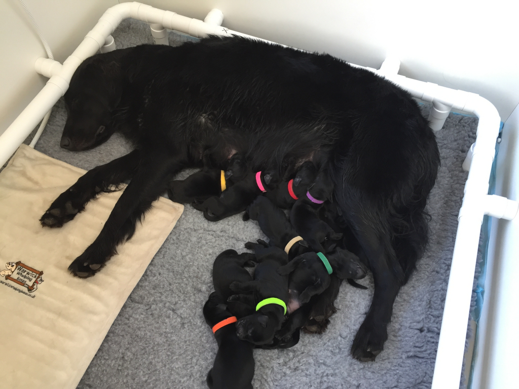 Tallulah and puppies